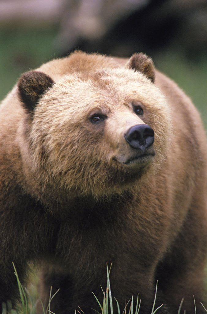Detail of Grizzly Bear (Ursus Arctos), Glendale Cove, Knight Inlet, British Columbia, Canada. by Anonymous