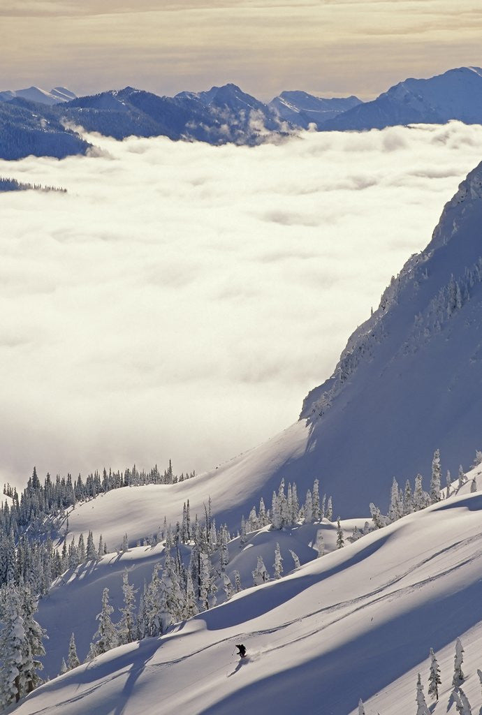 Detail of Skier Skiing Fresh Deep Powder in Backcountry Near Fernie, East Kootenays, British Columbia, Canada. by Corbis