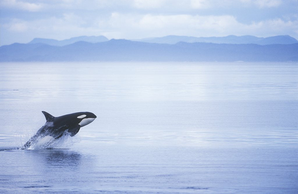 Detail of Killer Whale Breaching, British Columbia, Canada. by Corbis