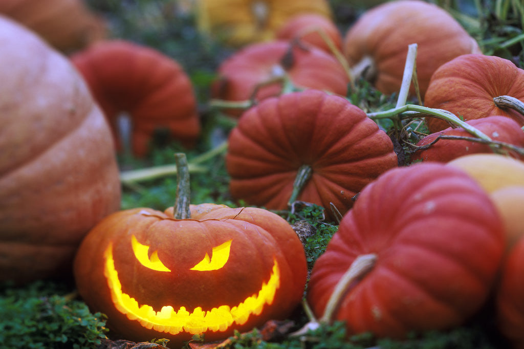 Detail of A Jack-o-lantern in a Pumpkin Patch, British Columbia, Canada. by Corbis