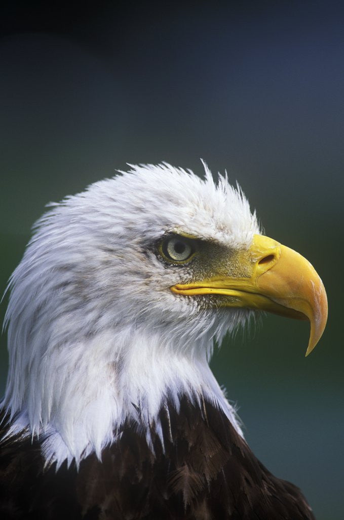 Detail of Bald Eagle, Canada. by Anonymous