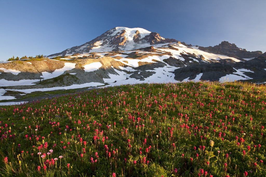 Detail of Morning light, Paradise, Mount Rainier National Park, Washington State by Anonymous