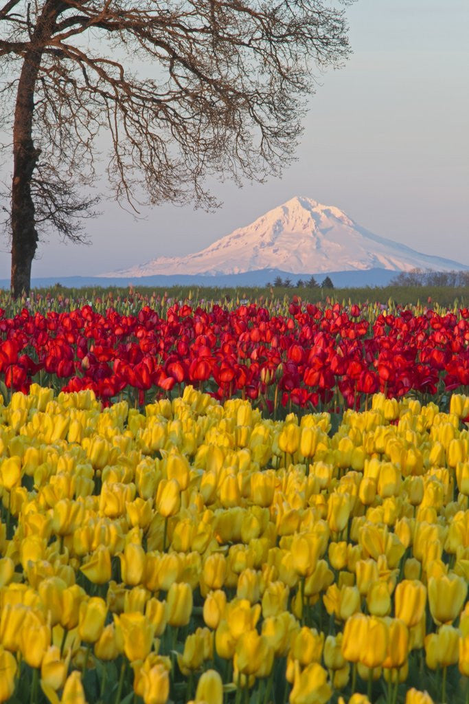 Detail of Tulip field and Mount Hood, Woodburn Oregon by Anonymous