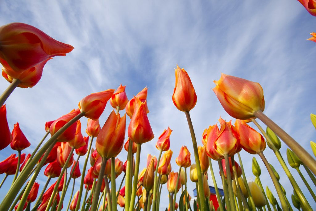Detail of Sunrise on tulips and windmill, Woodburn, Oregon by Anonymous