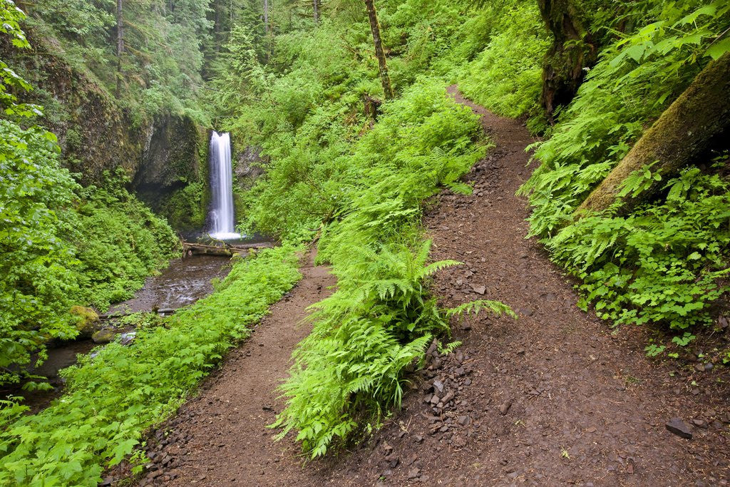 Detail of Spring color along trail and upper Multnomah Falls, Columbia River Gorge National Scenic Area, Oregon by Anonymous