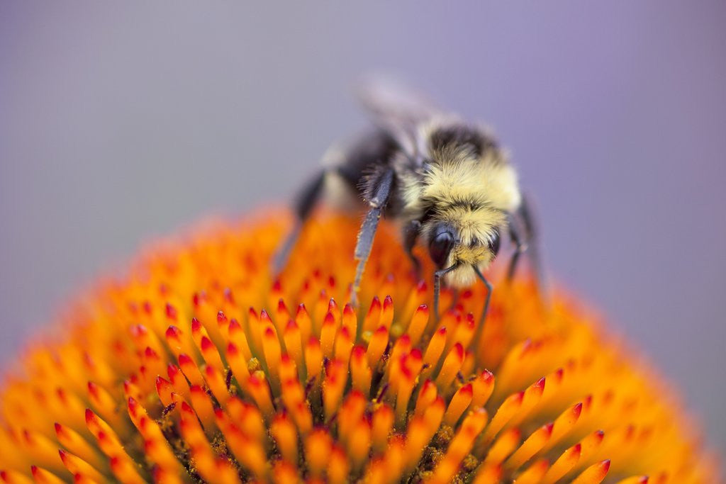 Detail of Bee on flower by Anonymous
