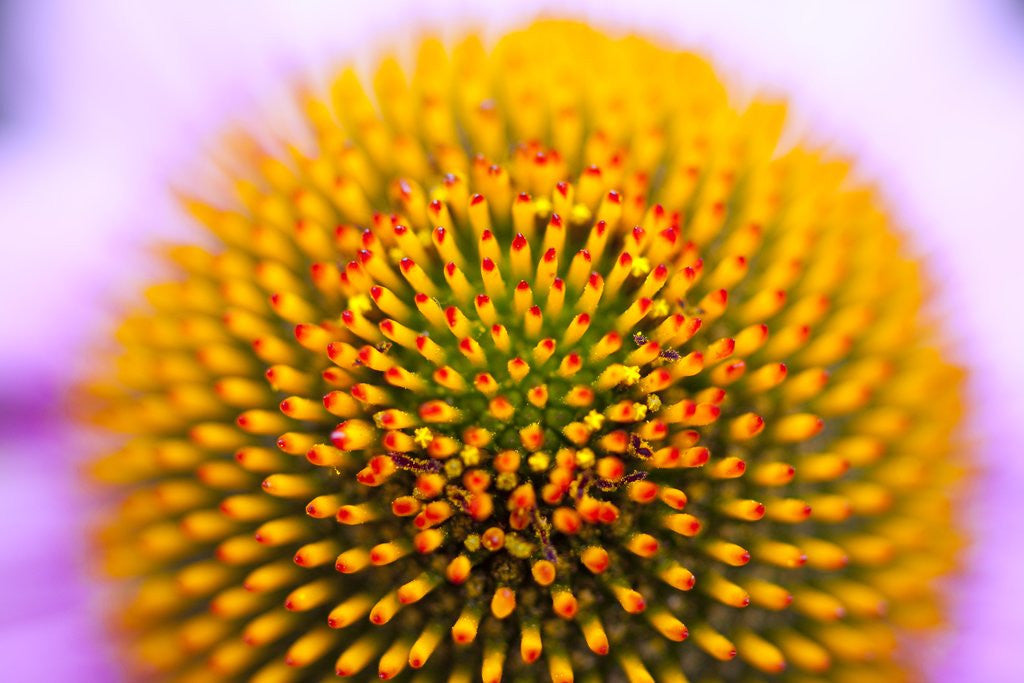 Detail of Closeup of a flower by Corbis