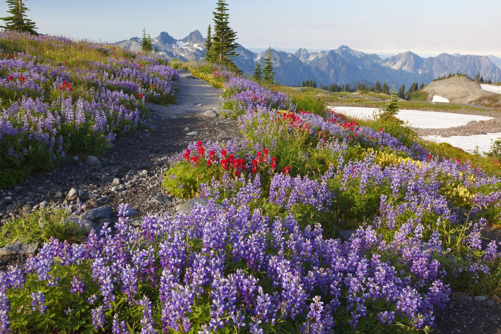 Detail of Summer flowers and Tatoosh Mountains, Paradise, Mount Rainier National Park, Washington State by Anonymous