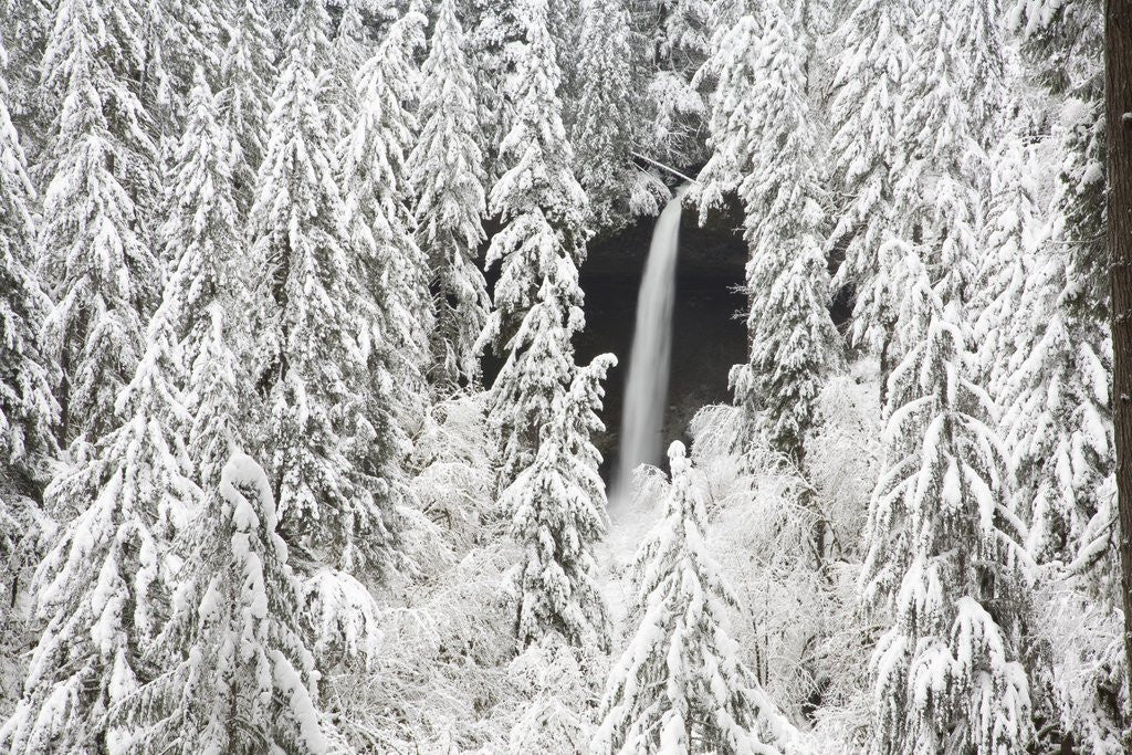 Detail of North Falls surrounded by snow-covered trees by Anonymous