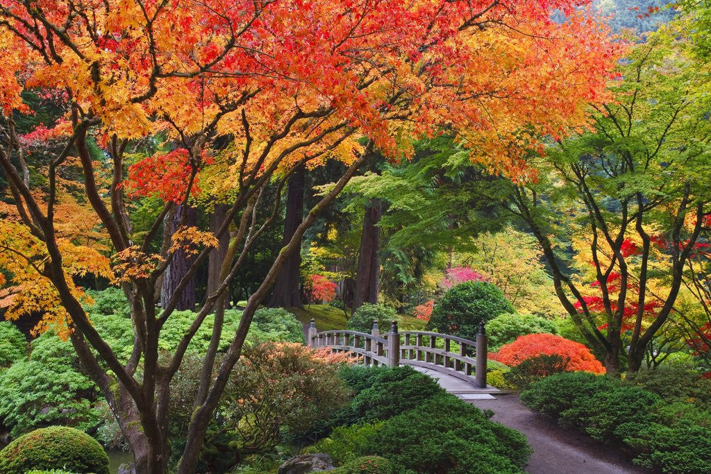 Detail of Fall colors at Portland Japanese Gardens, Portland Oregon by Corbis