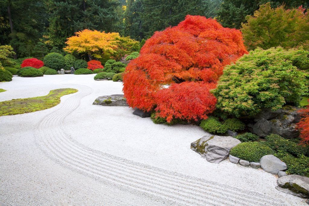 Fall colors at Portland Japanese Gardens, Portland Oregon by Corbis