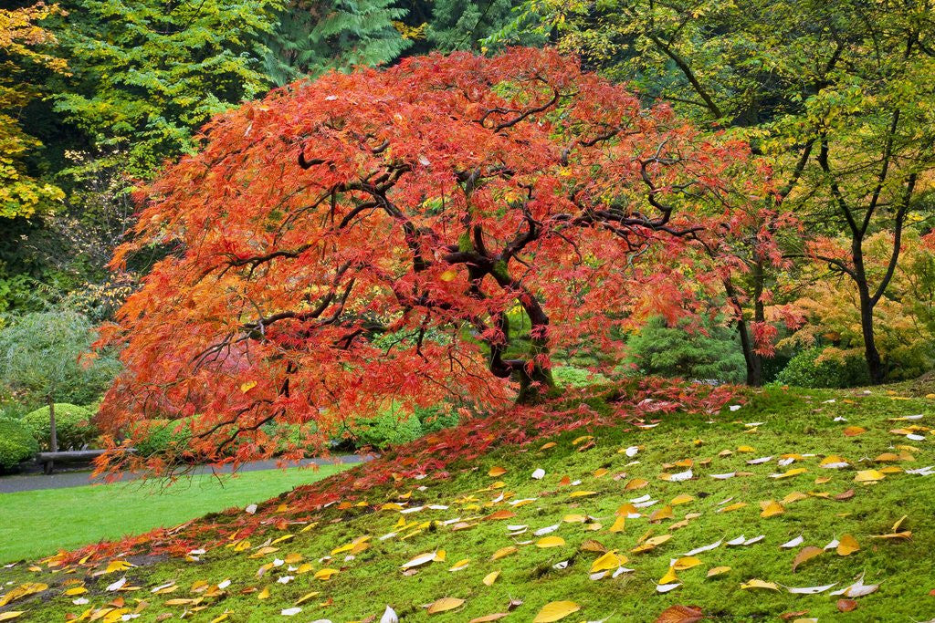 Detail of Japanese Maple in garden by Corbis