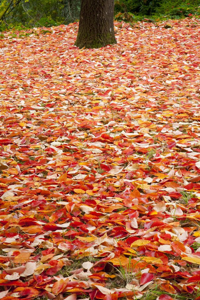 Detail of Tree trunk surrounded by fallen leaves, Portland Japanese Gardens, Portland Oregon by Anonymous