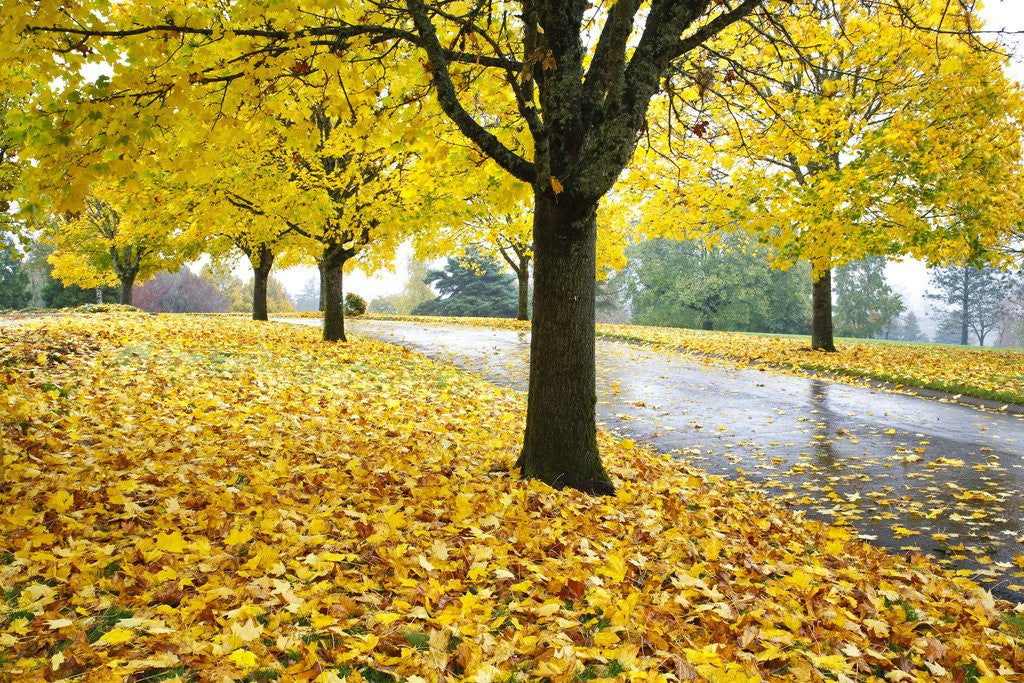 Detail of Tree-lined country road in autumn by Anonymous