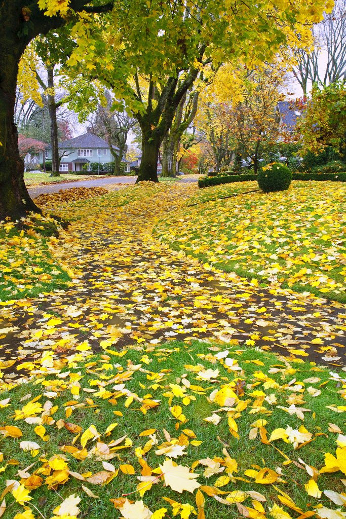 Detail of Fall colors along a country road, Oregon by Anonymous