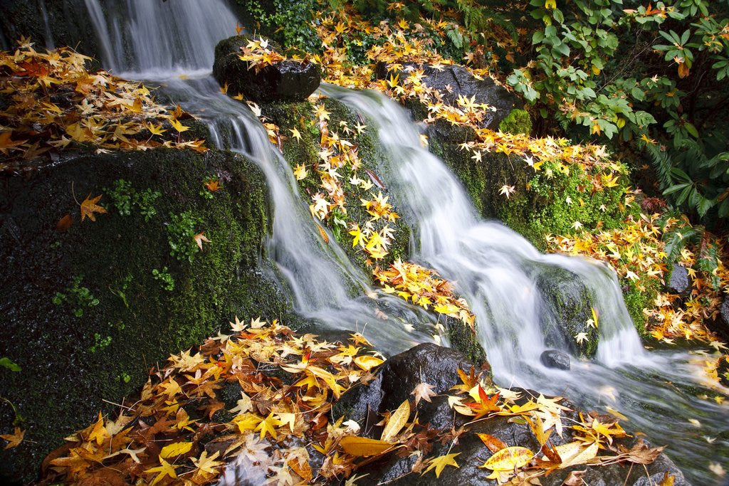 Detail of Fall colors along a small waterfall, Oregon by Anonymous