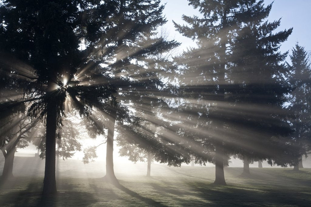 Detail of Sunrise through fog and trees, Willamette Valley, Oregon by Anonymous