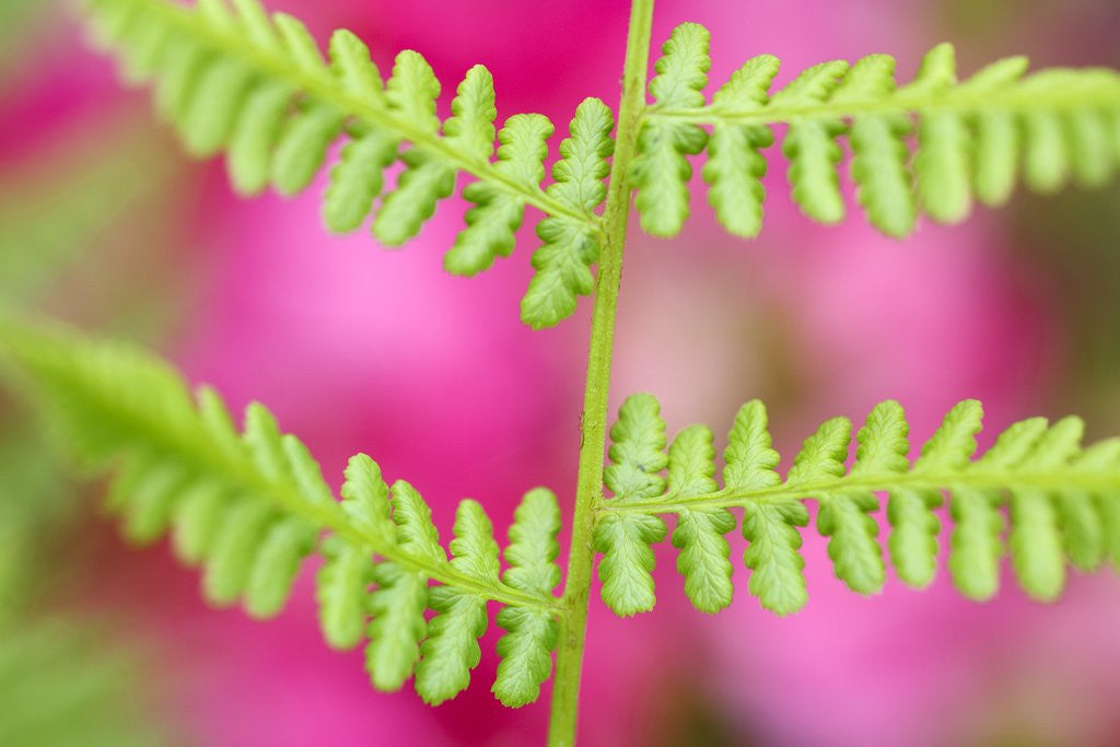Detail of Morning dew on fern, Mount Hood, Oregon by Anonymous