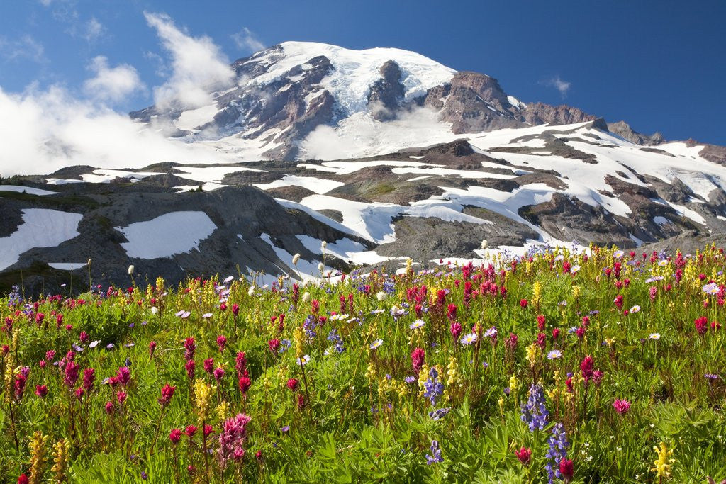 Detail of Field of wildflowers and Mount Rainier by Anonymous