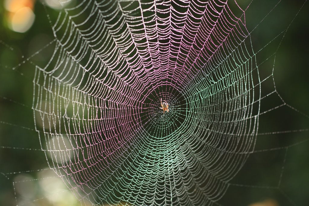 Detail of Dew on spider web, Oregon by Anonymous