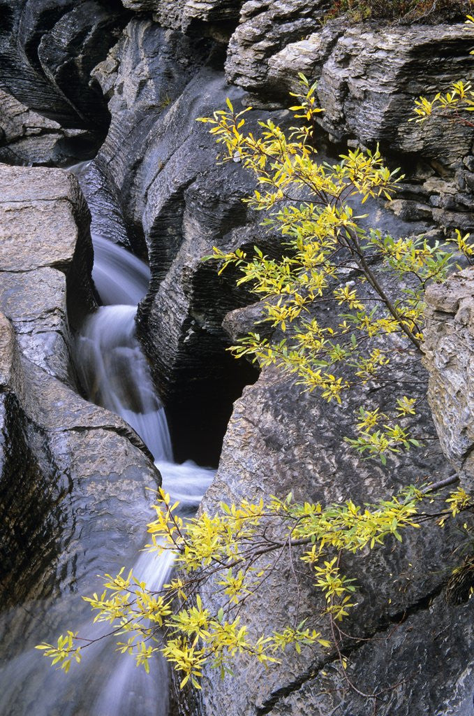 Detail of Toboggan Falls and Pacific Willow in Autumn: Toboggan Creek Has Carved a Natural Waterslide into the Limestone Bedrock Above Berg Lake; Mount Robson Provincial Park, British Columbia, Canada. by Corbis