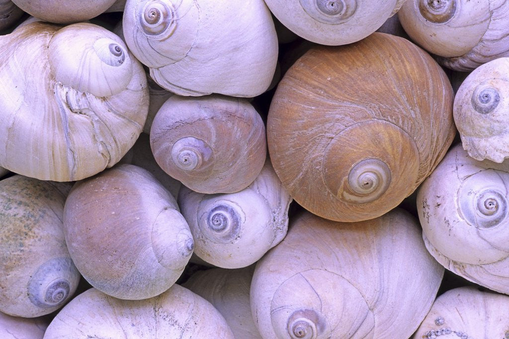 Detail of The Distinctive Shells of Lewis's Moonsnails (Polinices Lewissi); Broken Group Islands, Pacific Rim National Park, Vancouver Island, British Columbia, Canada. by Anonymous