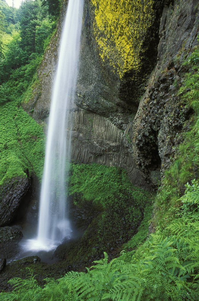 Detail of USA, Oregon, Columbia River Gorge Area, Scenic Waterfalls, Latourelle Falls by Anonymous