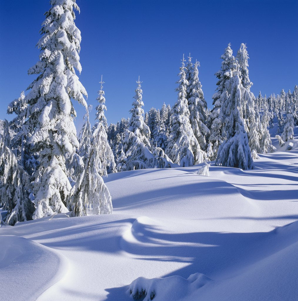 Detail of Mount Elphinstone, Near Gibsons, Sunshine Coast, British Columbia, Canada. by Anonymous