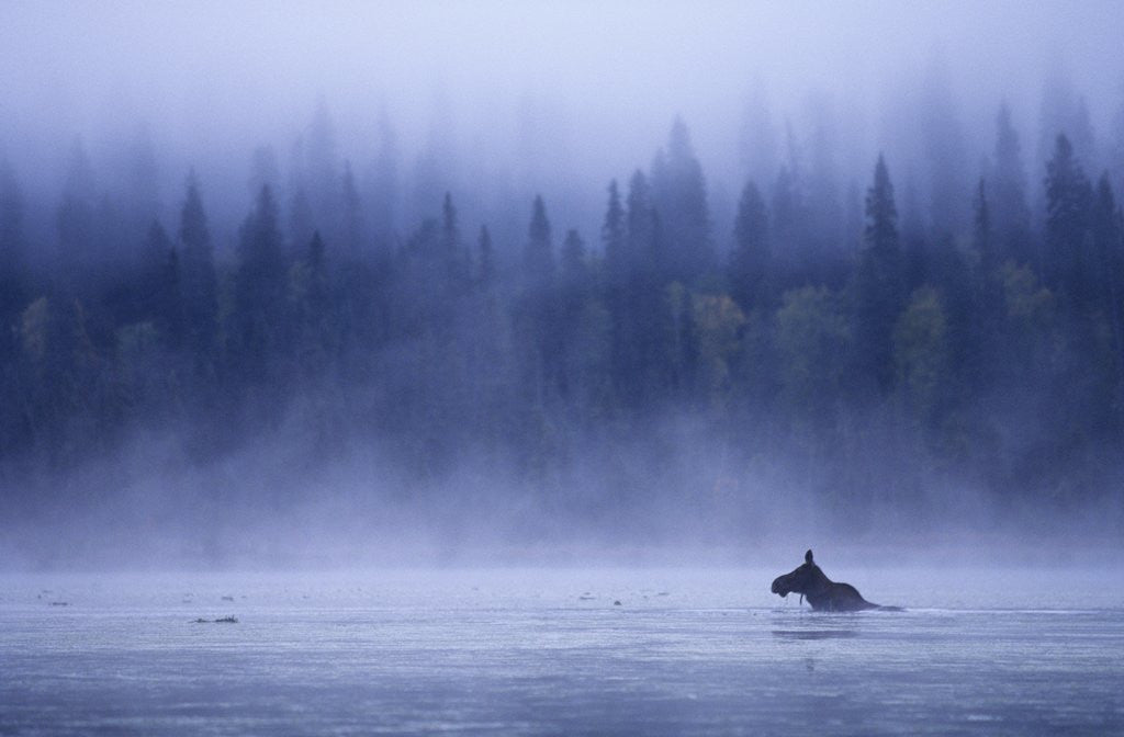 Detail of Moose Swimming in Bowron Lake Provincial Park, British Columbia, Canada. by Anonymous