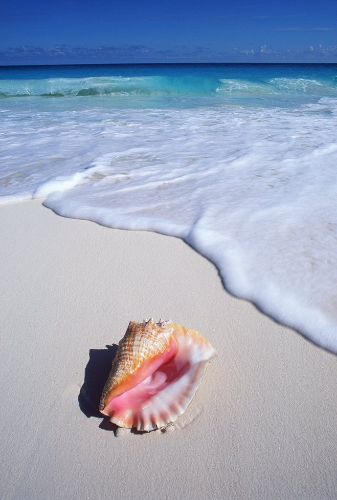Detail of Mexico, Yucatan Peninsula, Carribean Beach at Cancun, Conch Shell on Sand by Anonymous