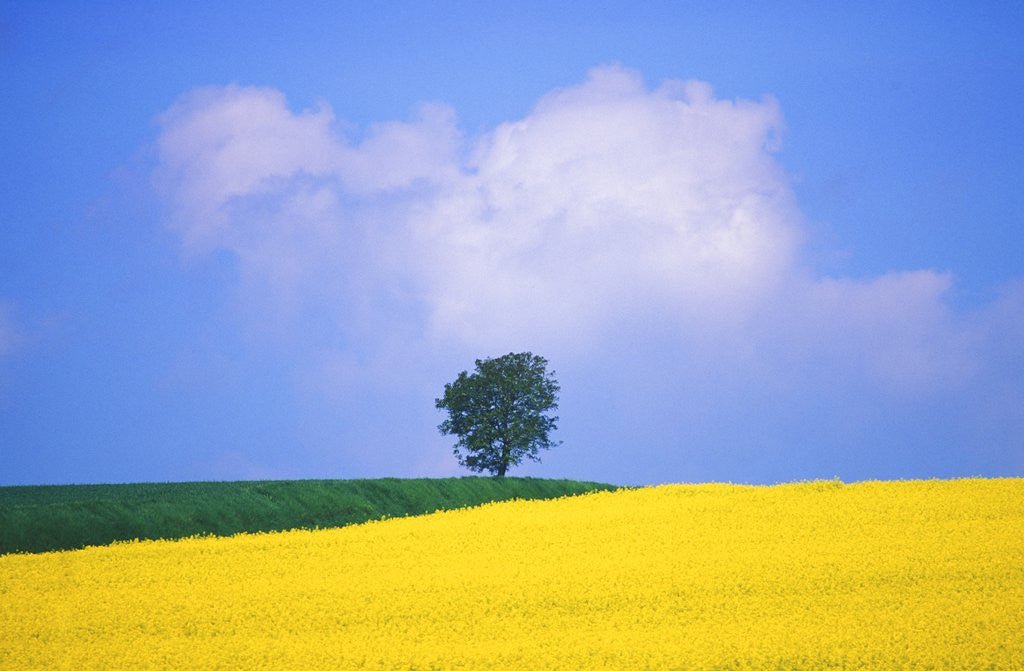 Detail of Canola Crop with Lone Tree, Blue Sky and Cumulus Clouds in South of France by Anonymous