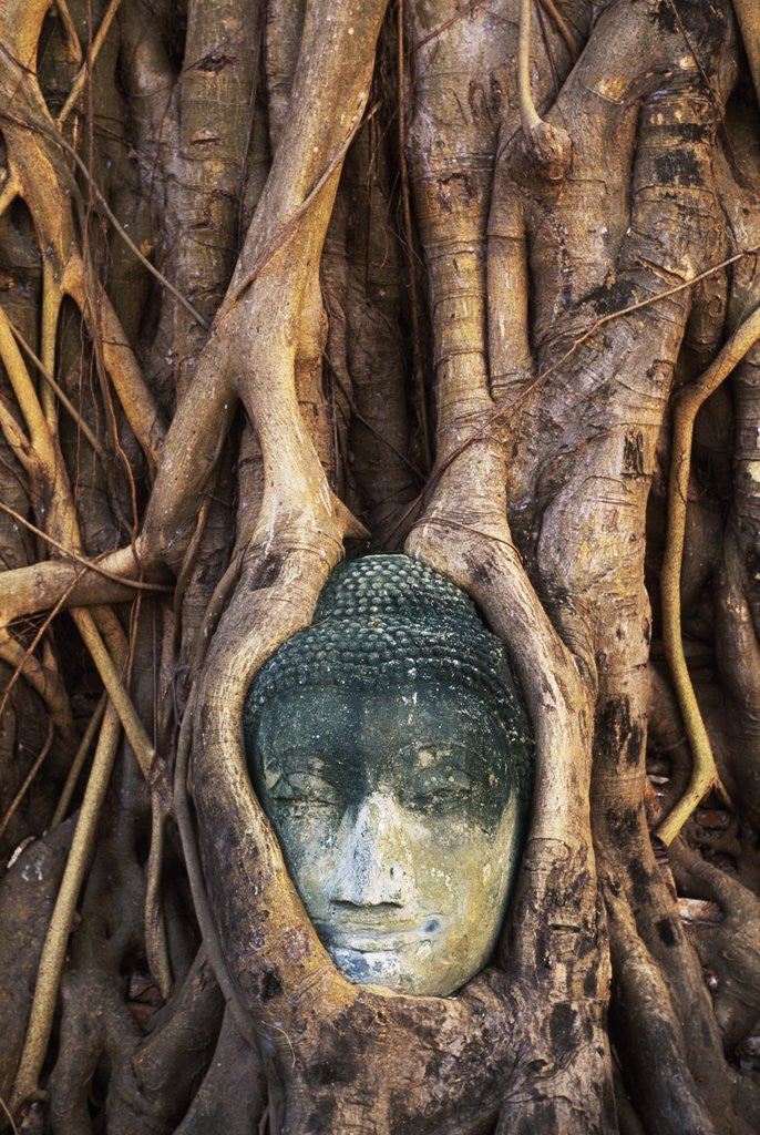 Detail of South East Asia, Thailand, Ayuthaya, Wat Mahathat, Buddha Head Entwined in Roots of Banyan Tree by Anonymous
