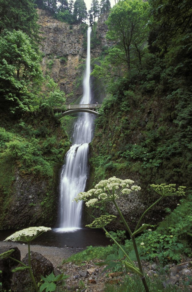 Detail of USA, Oregon, Columbia River Gorge Area, Scenic Waterfalls, Multonomah Falls by Corbis