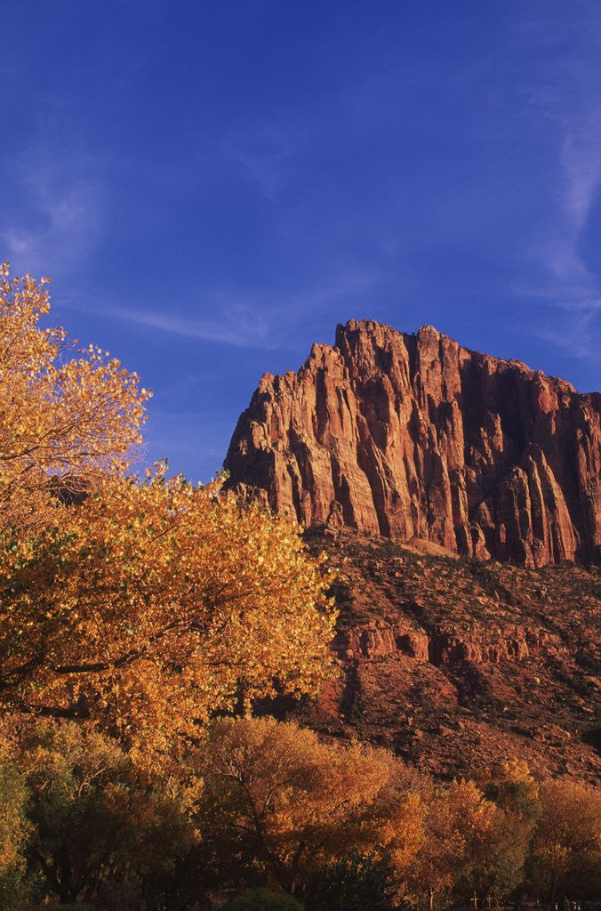 Detail of USA, Utah, Zion National Park, Cliffs Along Virgin River by Anonymous