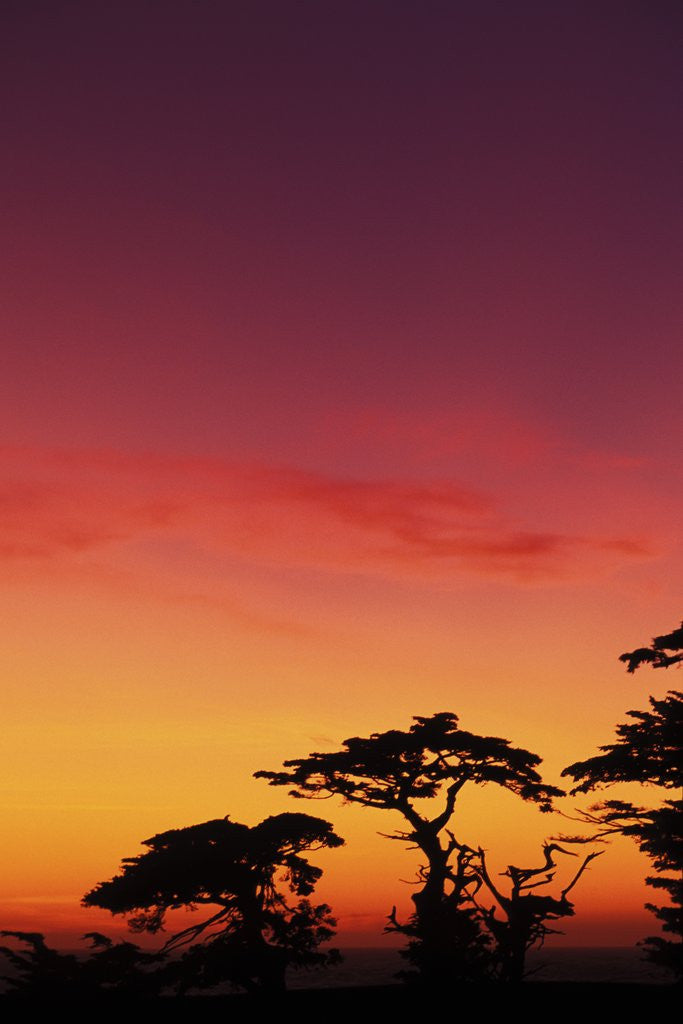 Detail of USA, California, Carmel, Highway 1 on Coast, Pebble Beach, Juniper Trees at Sunset by Anonymous