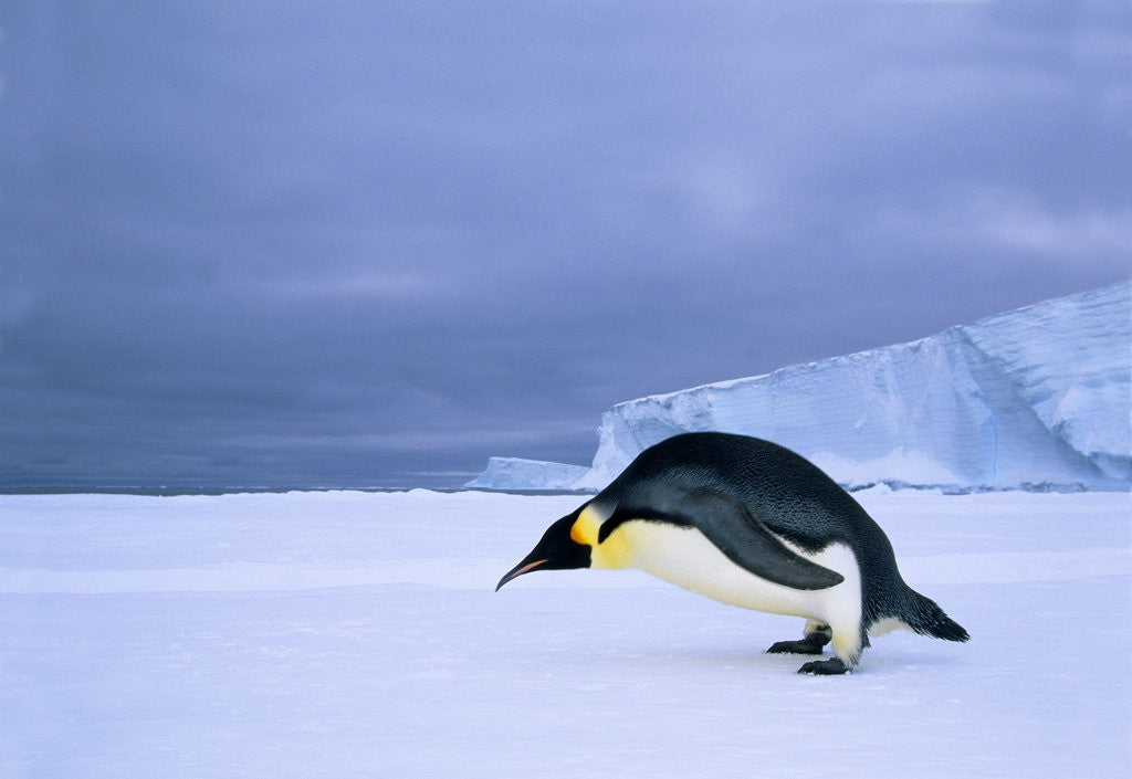 Detail of Emperor Penguin (Aptenodytes Forsteri) at the Edge of the Shorefast Ice, Drescher Inlet, 72 Degrees South, Weddell Sea, Antarctica. by Anonymous