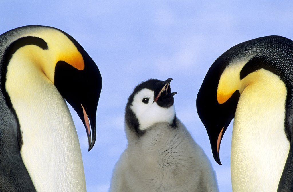 Detail of Adult Emperor Penguins (Aptenodytes Forsteri) and Chick, Atka Bay Colony, Weddell Sea, Antarctica. by Corbis