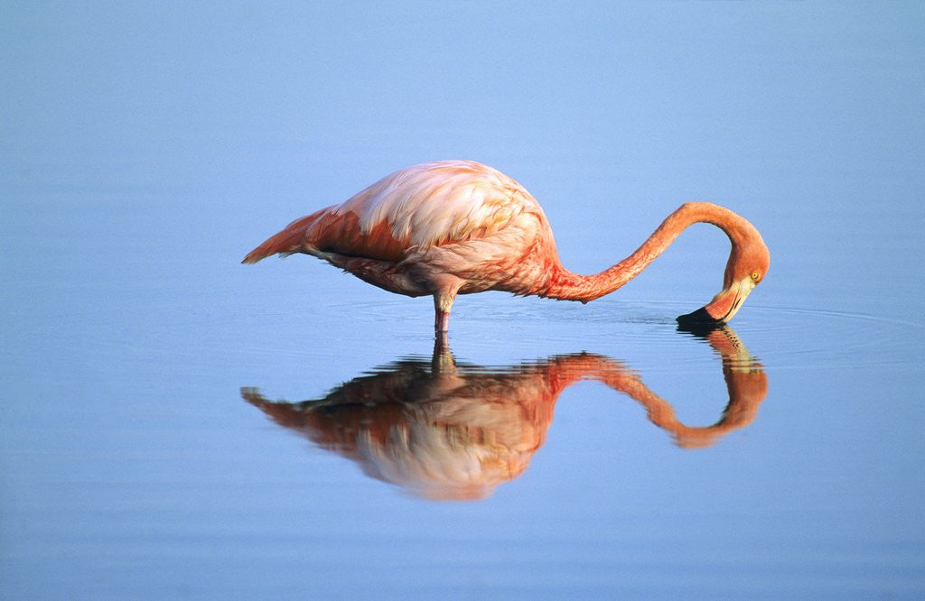 Detail of Adult Greater Flamingo (Phoenicopterus Ruber), Feeding. Isaabela Island, Galapagos Islands, Ecuador by Anonymous