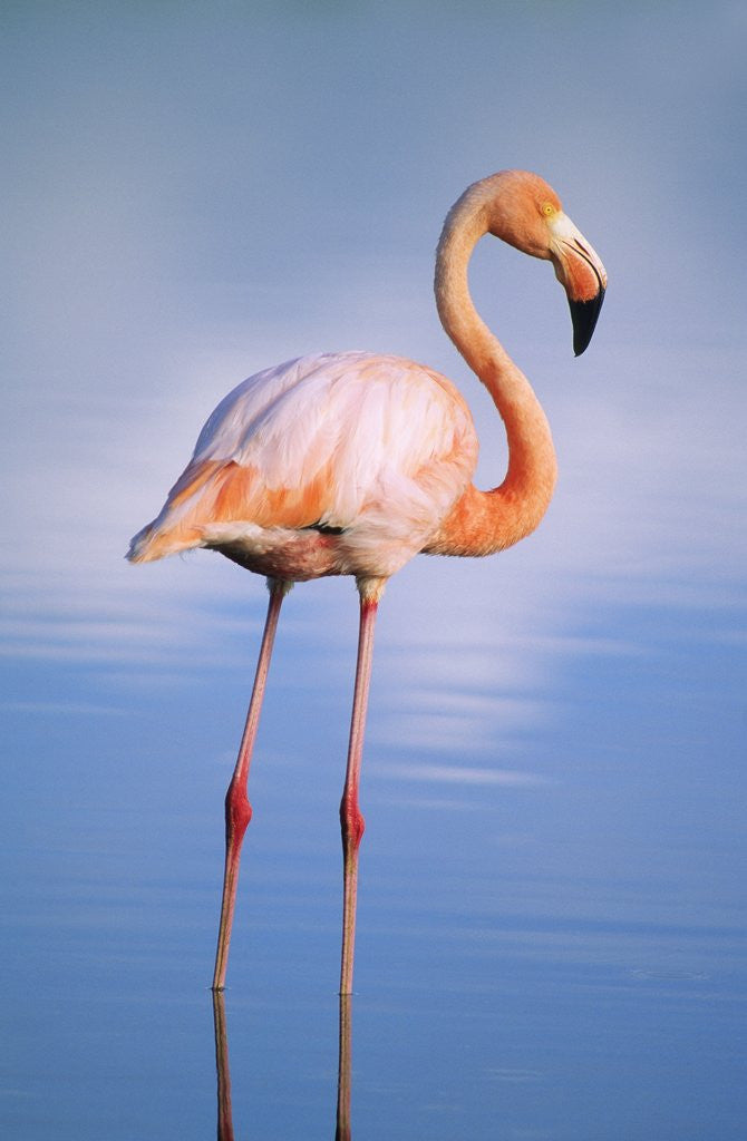 Detail of Greater Flamingo (Phoenicopterus Ruber), Isabela Island, Galapagos Archipelago, Ecuador by Anonymous