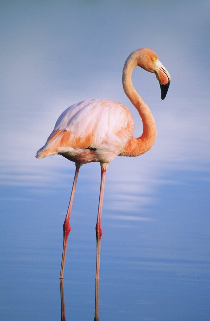 Detail of Greater Flamingo (Phoenicopterus Ruber), Isabela Island, Galapagos Archipelago, Ecuador by Corbis