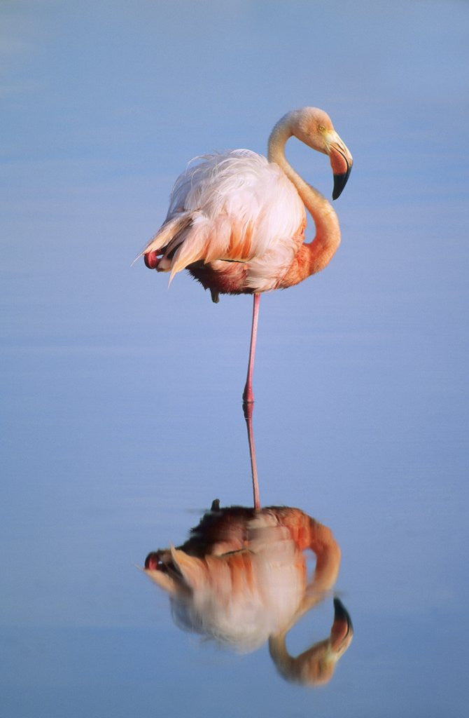 Detail of Greater Flamingo (Phoenicopterus Ruber), Isabela Island, Galapagos Archipelago, Ecuador by Anonymous