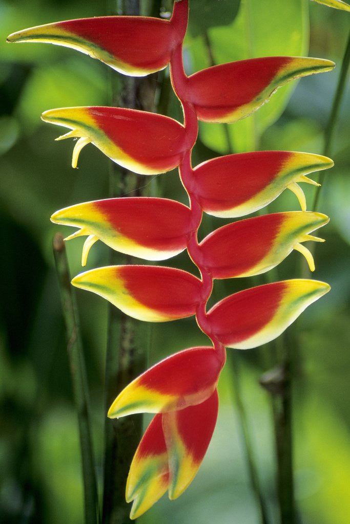 Detail of Heliconia, Trinidad, West Indies by Anonymous