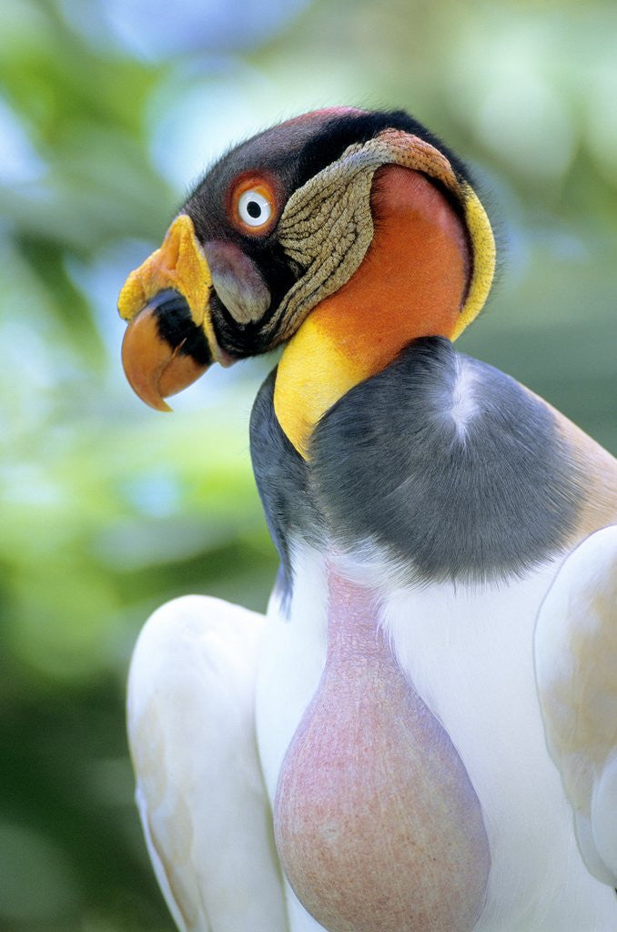 Detail of Adult King Vulture (Sarcoramphus Papa) with a Distended Crop from Feeding on Carrion, Panama. by Anonymous