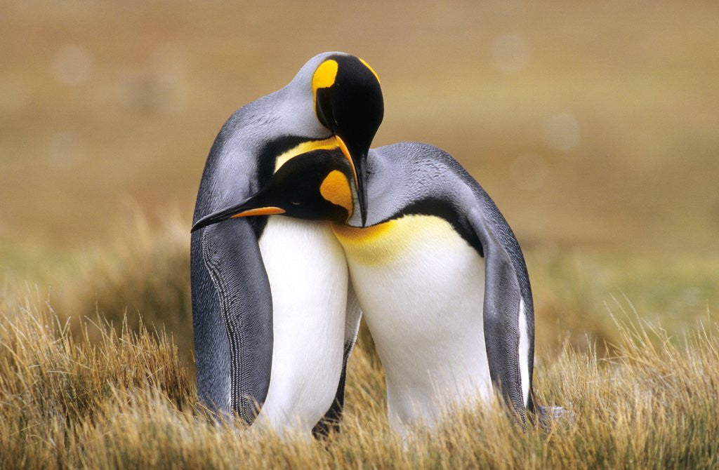 Mating King Penguins (Aptenodytes Patagonicus) Volunteer Point, Falkland Islands, Southern Atlantic Ocean by Corbis
