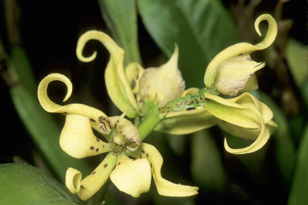 Detail of Orchid Species, Tropical Rain Forest, Panama by Anonymous