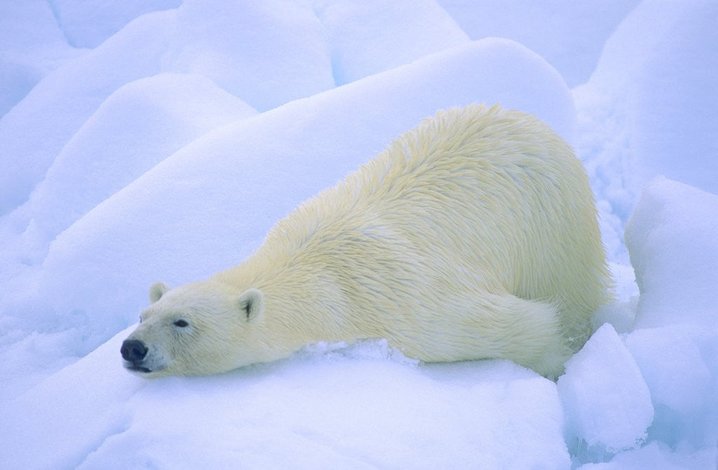 Detail of Adult Polar Bear (Ursus Maritimus) Cleaning Its Fur on the Snow. Svalbard, Arctic Norway. by Corbis