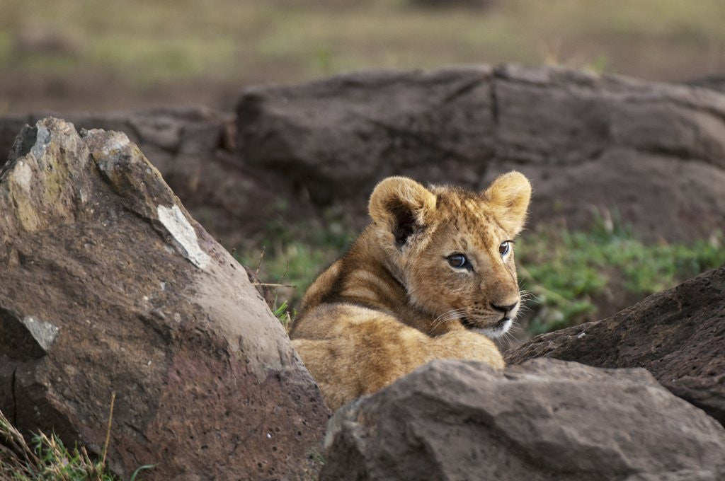 Detail of Lion resting by Anonymous