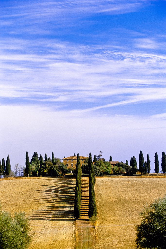 Detail of Tuscany landscape by Anonymous