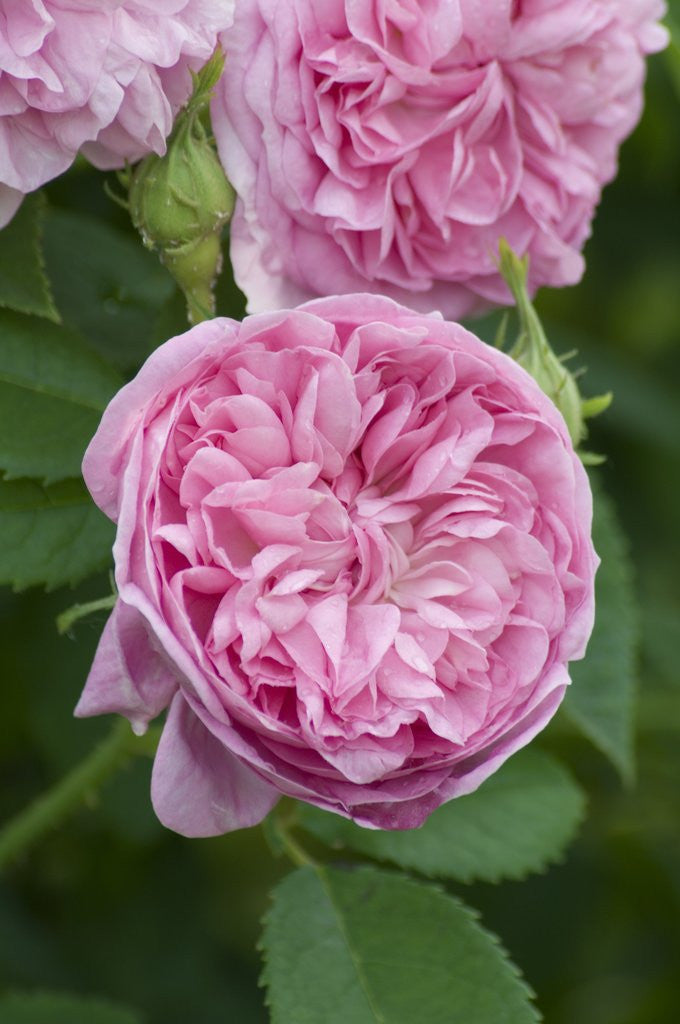 Detail of Rosa 'Ville de Bruxelles' in bloom by Anonymous