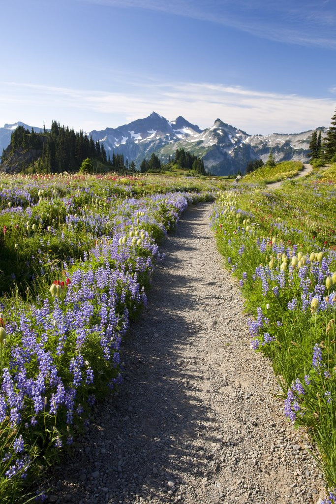 Detail of Trail through meadow of wildflowers by Corbis